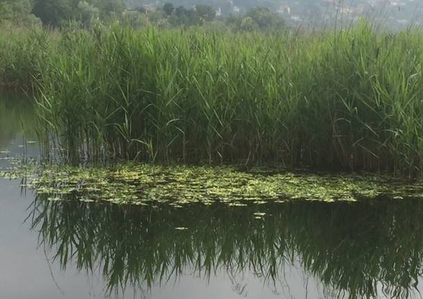 Lago e Bardello, due luoghi in uno