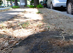 Gli alberi del Viale della Gloria