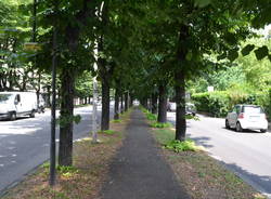 Gli alberi del Viale della Gloria