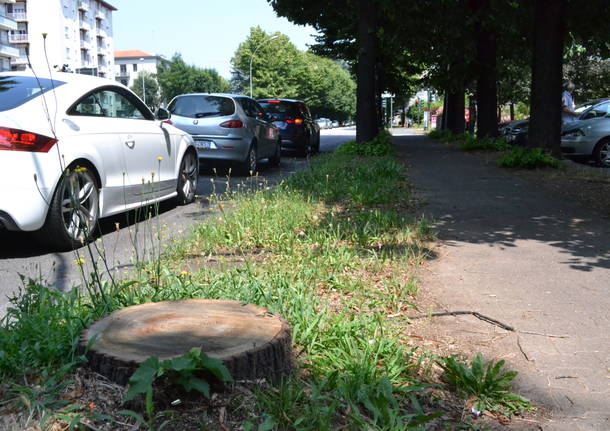 Gli alberi del Viale della Gloria