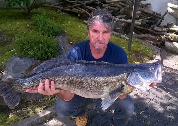 Lucioperca/sandra di Kg10 Ranco – Va –