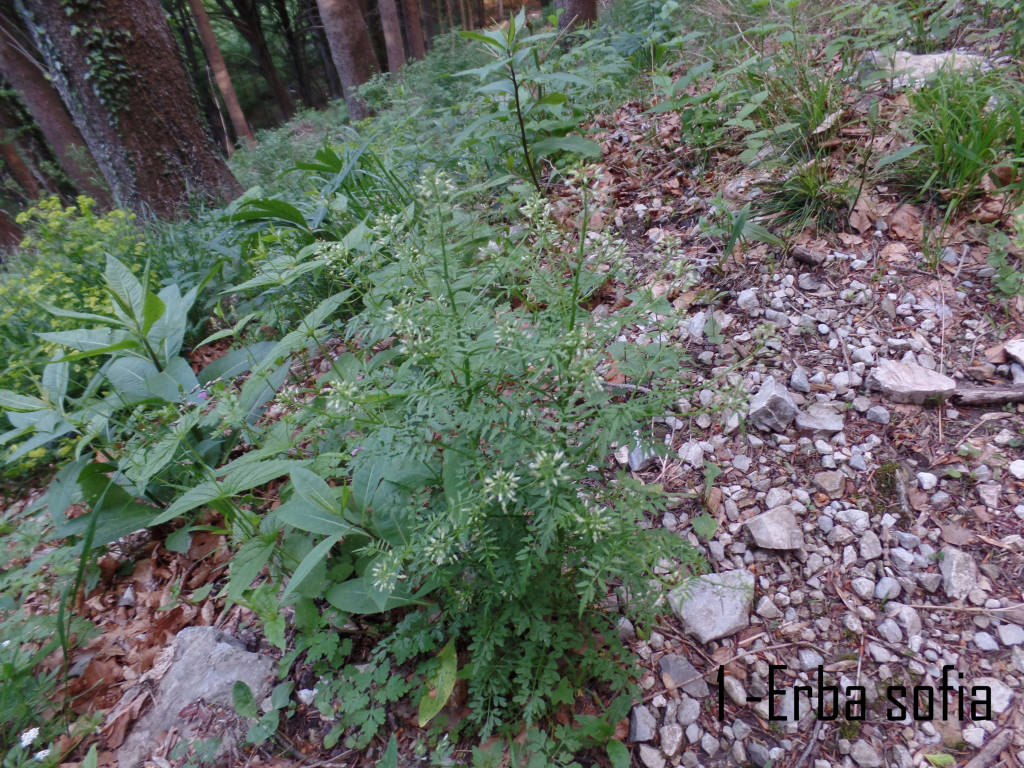 Fiori lungo il cammino