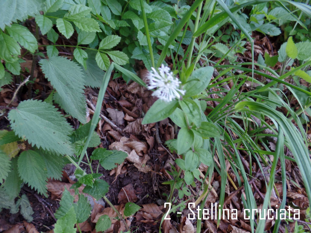 Fiori lungo il cammino