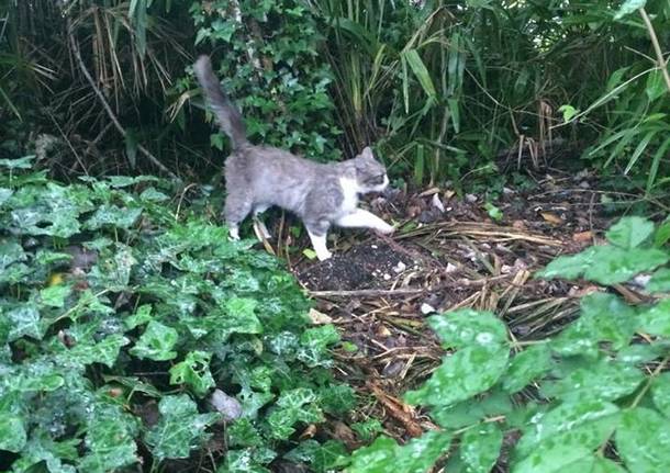 Gattino in viale Europa