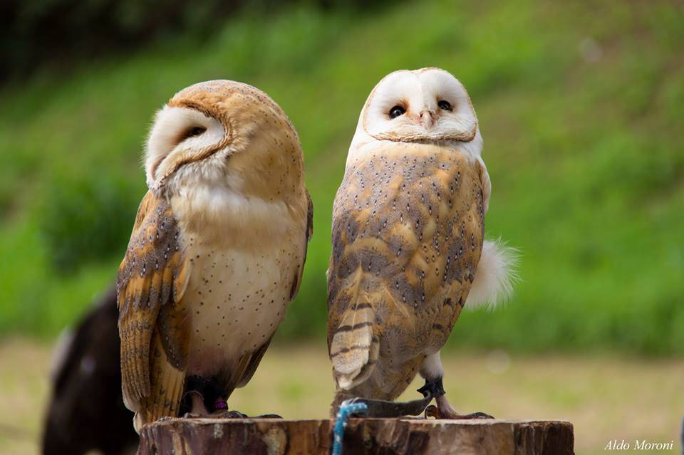 girinvalle 2016 fiume olona