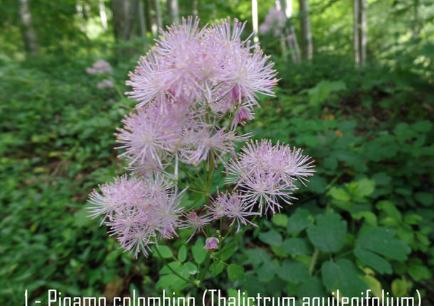 Fiori e piante tra la Rasa e il parco Morselli