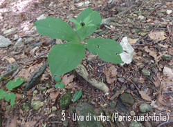 Il papavero
