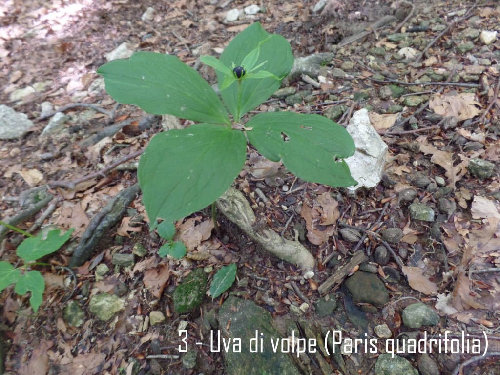 Il papavero