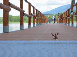 Il saluto del Gambero Rosso sul pontile