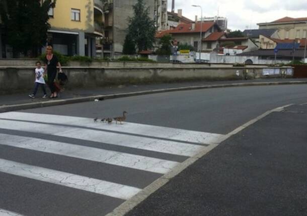 Paperelle a spasso per il centro