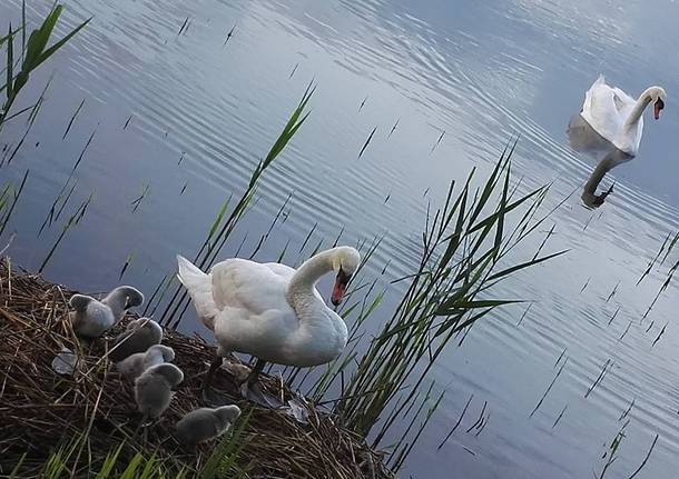 La famiglia di cigni a passeggio