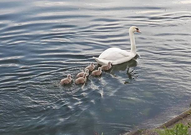 La famiglia di cigni a zonzo sul Maggiore