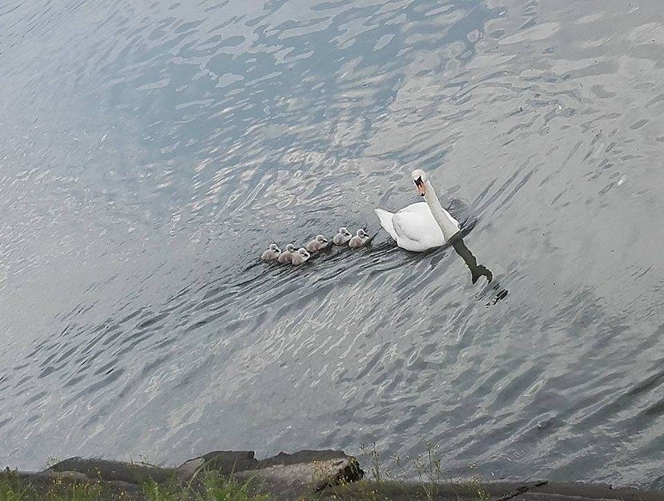 La famiglia di cigni a passeggio