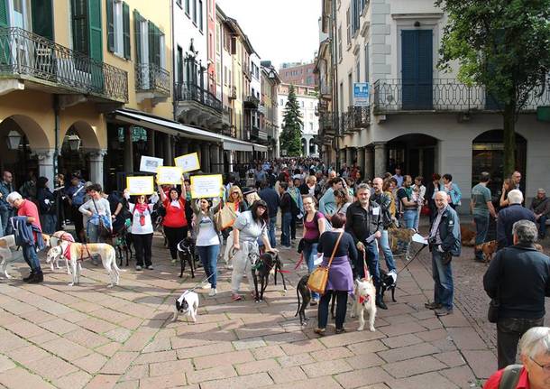 Levrieri sfilano in centro a Varese