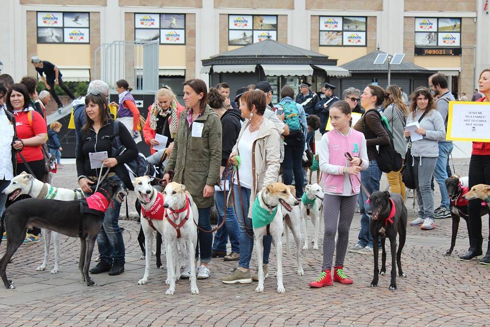 Levrieri sfilano in centro a Varese