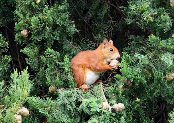 Uno scoiattolo a pranzo