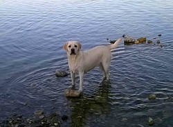 Animali - Calura a quattro zampe