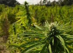 cannabis