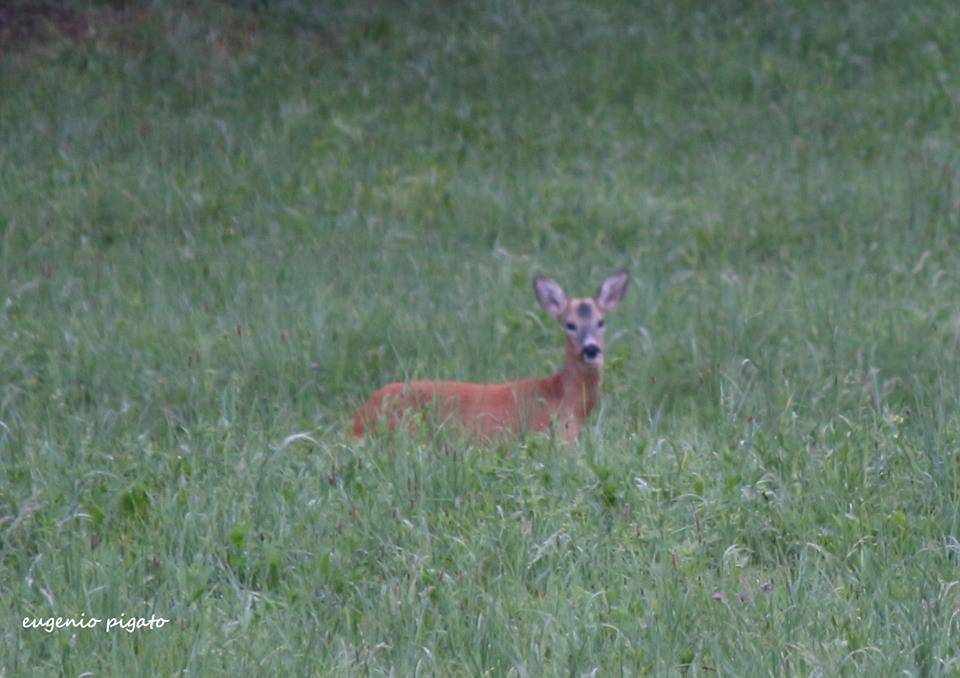 Bambi - foto di Eugenio Pigato