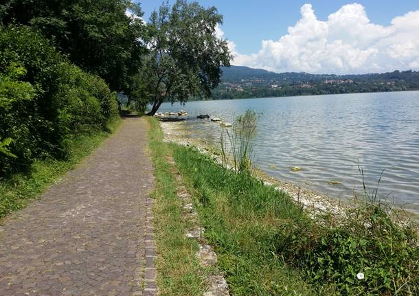 Piante aliene lago di Varese