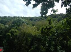 Il Bosco