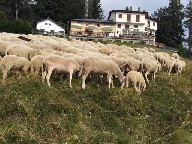 I 350 custodi dei pascoli del Lema