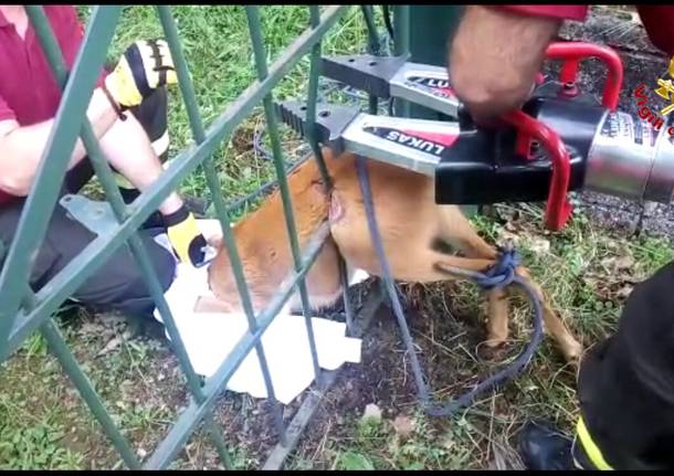 Liberato dai vigili del fuoco un capriolo intrappolato