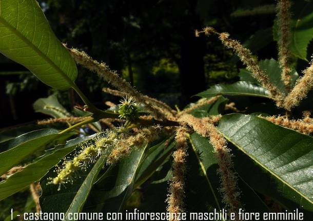 castagno in fiore