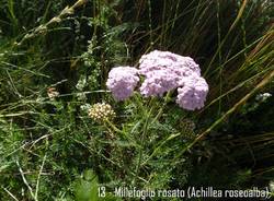 castagno in fiore