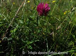 castagno in fiore