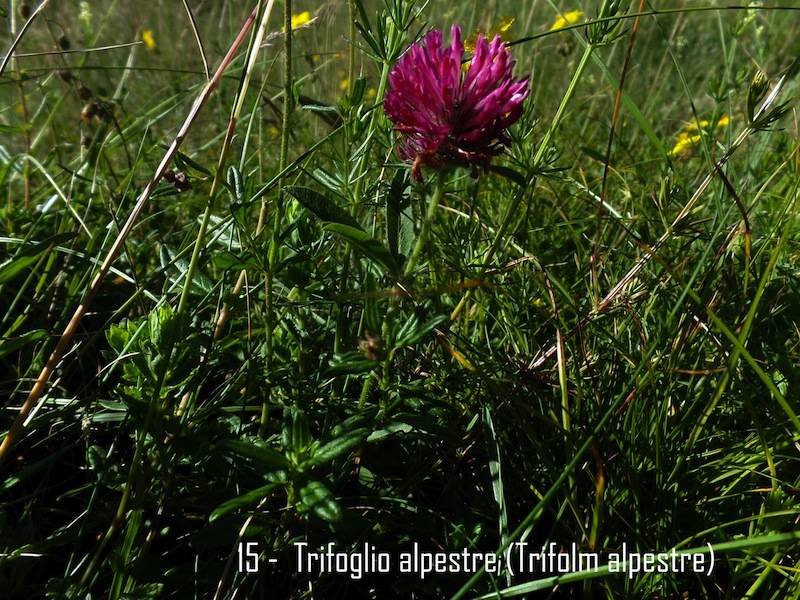 castagno in fiore