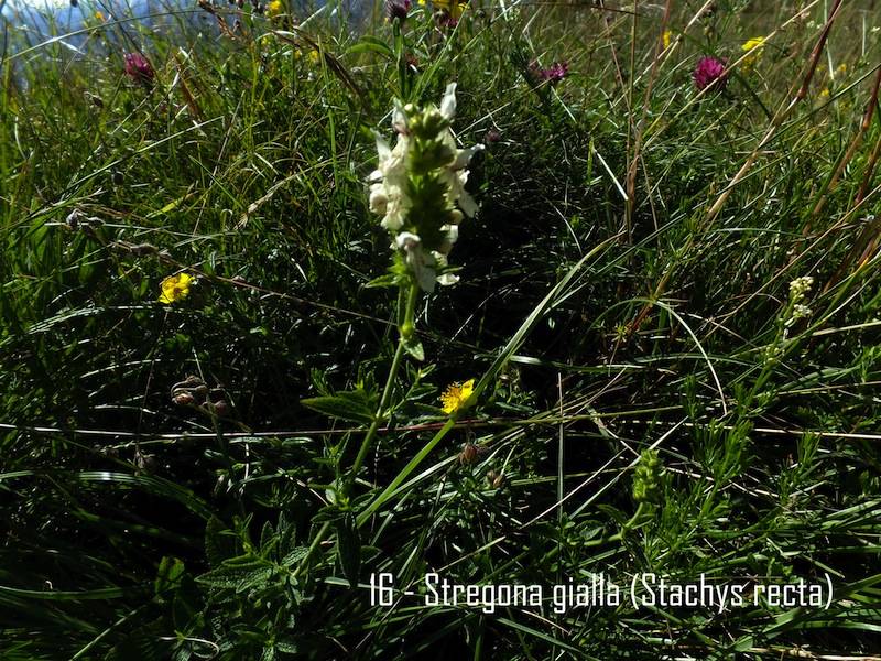 castagno in fiore