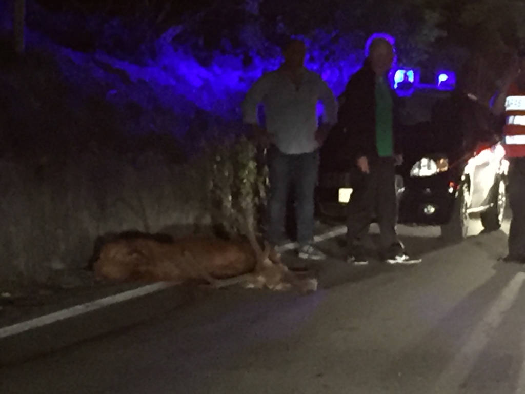 Cervo travolto da un'auto a Laveno il 16 luglio