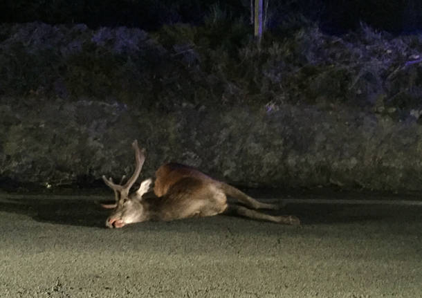 Cervo travolto da un'auto a Laveno il 16 luglio