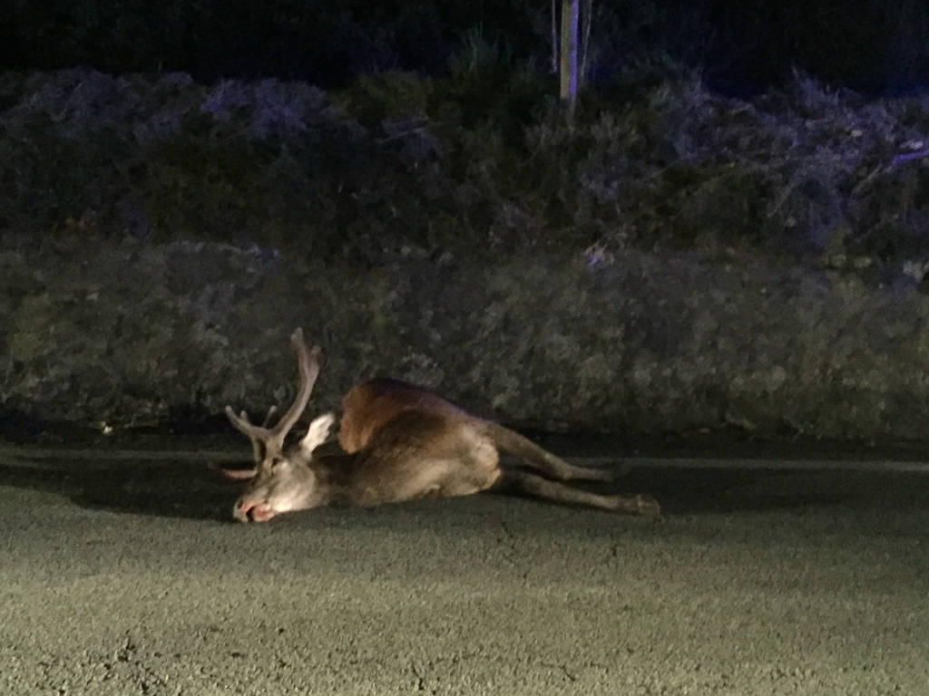 Cervo travolto da un'auto a Laveno il 16 luglio