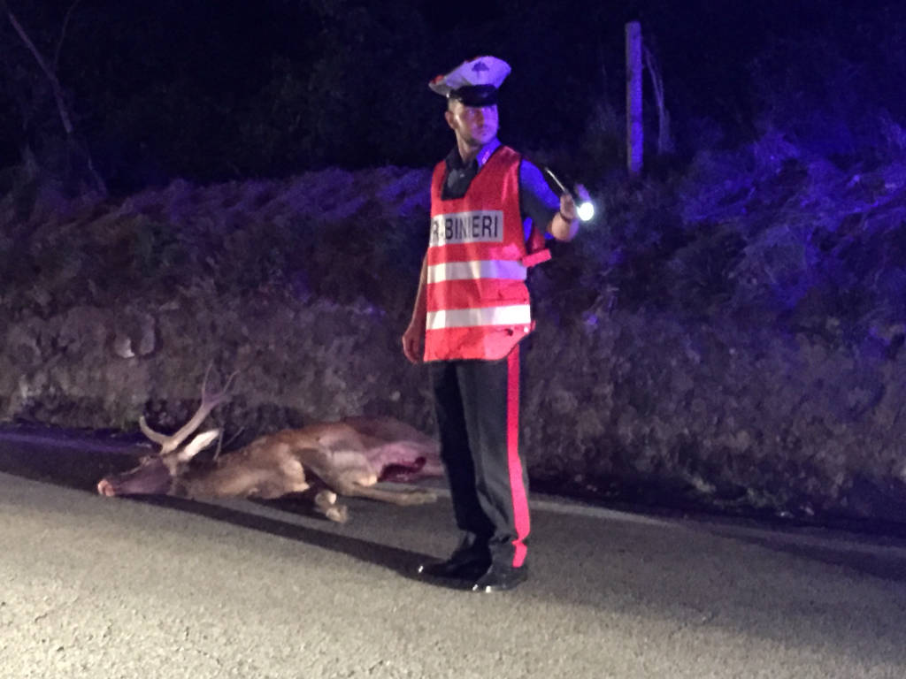 Cervo travolto da un'auto a Laveno il 16 luglio