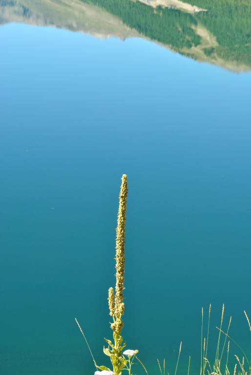 Dallo Stelvio a Davos