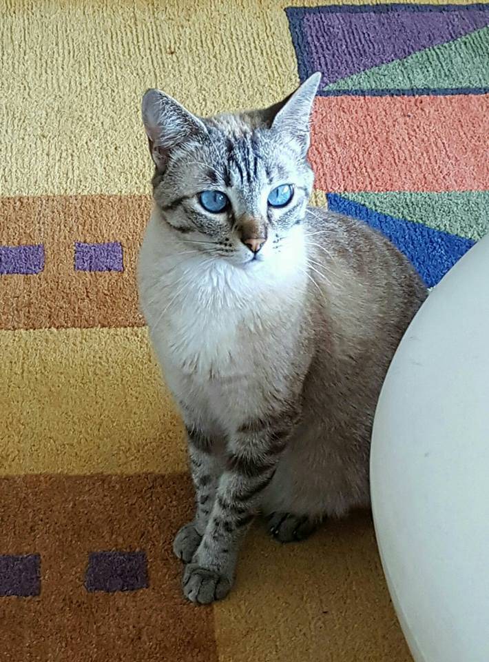 elsa