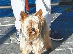 Jack si è perso a Malnate