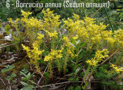 La borracina