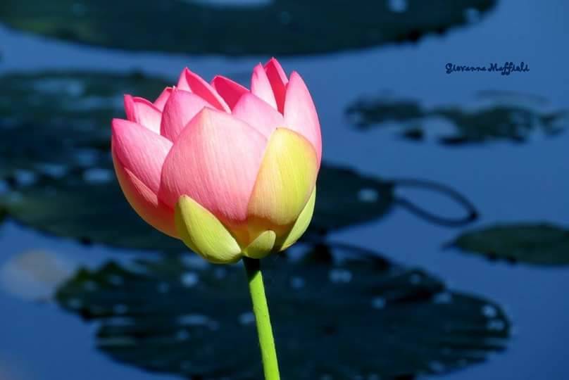 Meravigliosi i fiori di loto dell'isolino Virginia sul lago di Varese