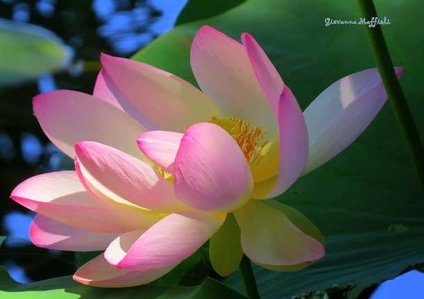 Meravigliosi i fiori di loto dell'isolino Virginia sul lago di Varese