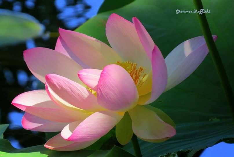 Meravigliosi i fiori di loto dell'isolino Virginia sul lago di Varese