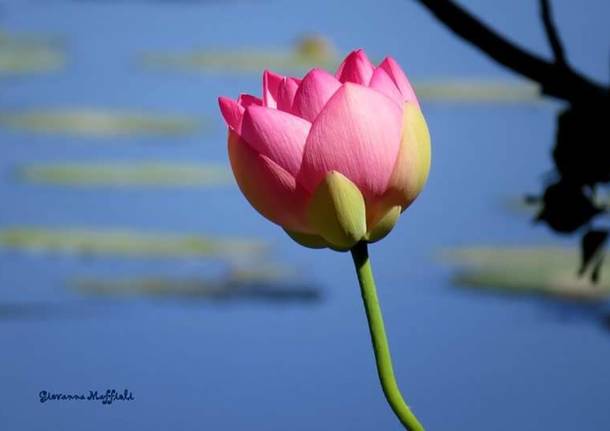 Meravigliosi i fiori di loto dell'isolino Virginia sul lago di Varese