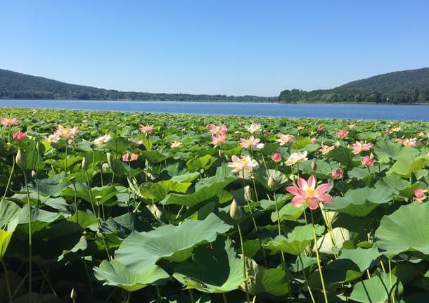 Ninfee sul lago di Comabbio