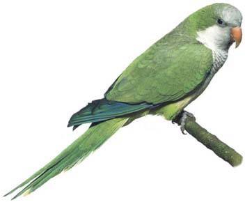 Pappagallo Pepito