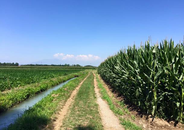 Via Francigena: da Viverone a Santhiá