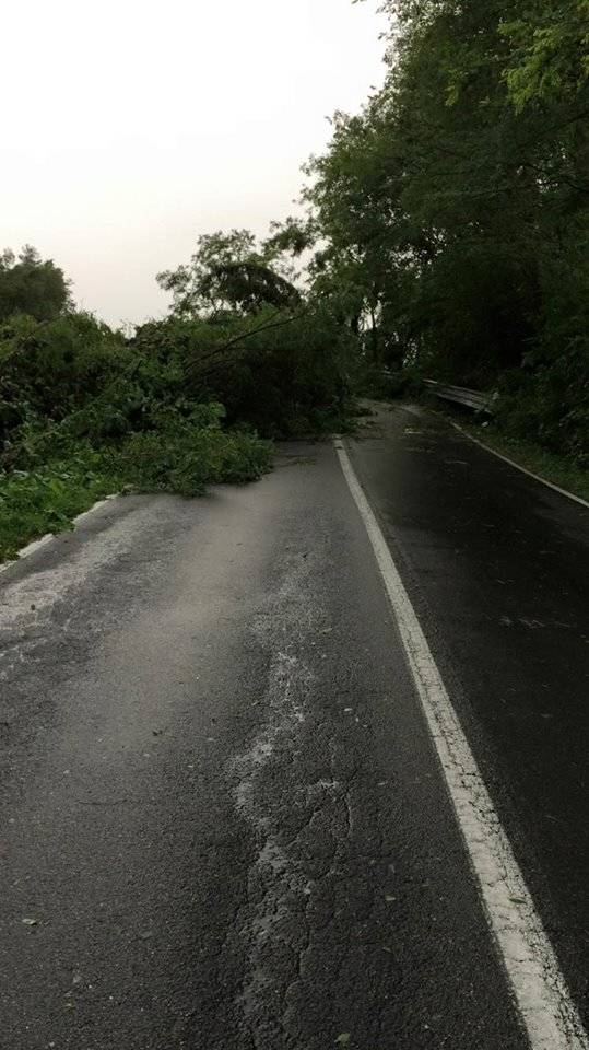 Alberi caduti e disagi sul Basso Verbano