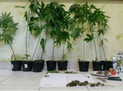 Arresto marijuana Leggiuno 