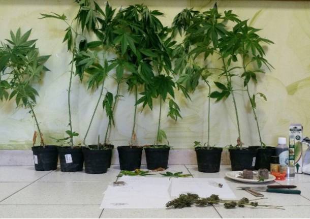 Arresto marijuana Leggiuno 